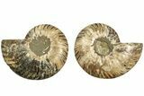Cut & Polished, Agatized Ammonite Fossil - Madagascar #206758-1